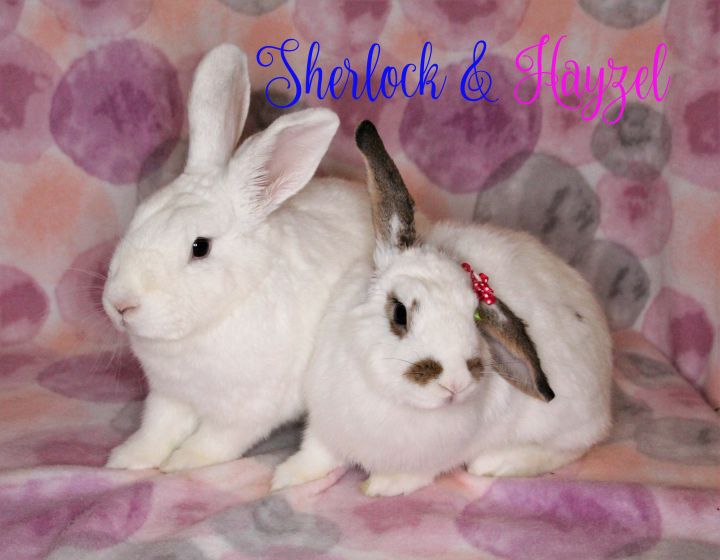 Sherlock & Hayzel, an adoptable Florida White & Mini Lop Mix in San Antonio, TX_image-3