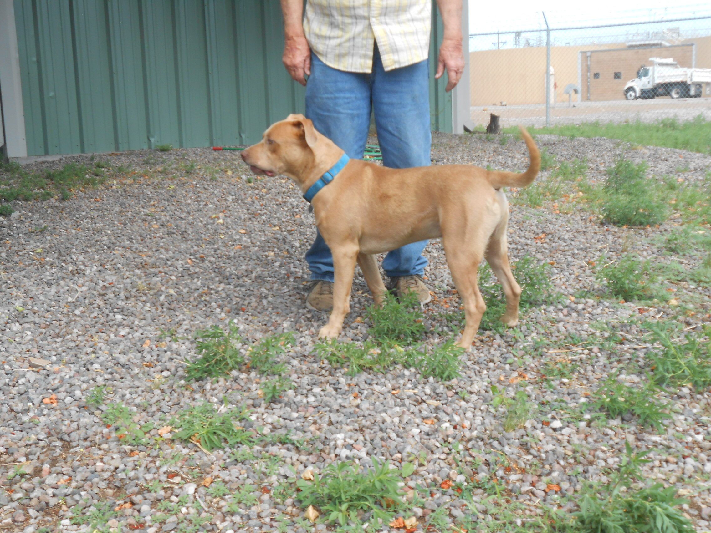 Mucho, an adoptable Labrador Retriever in Phoenix, AZ, 85012 | Photo Image 3
