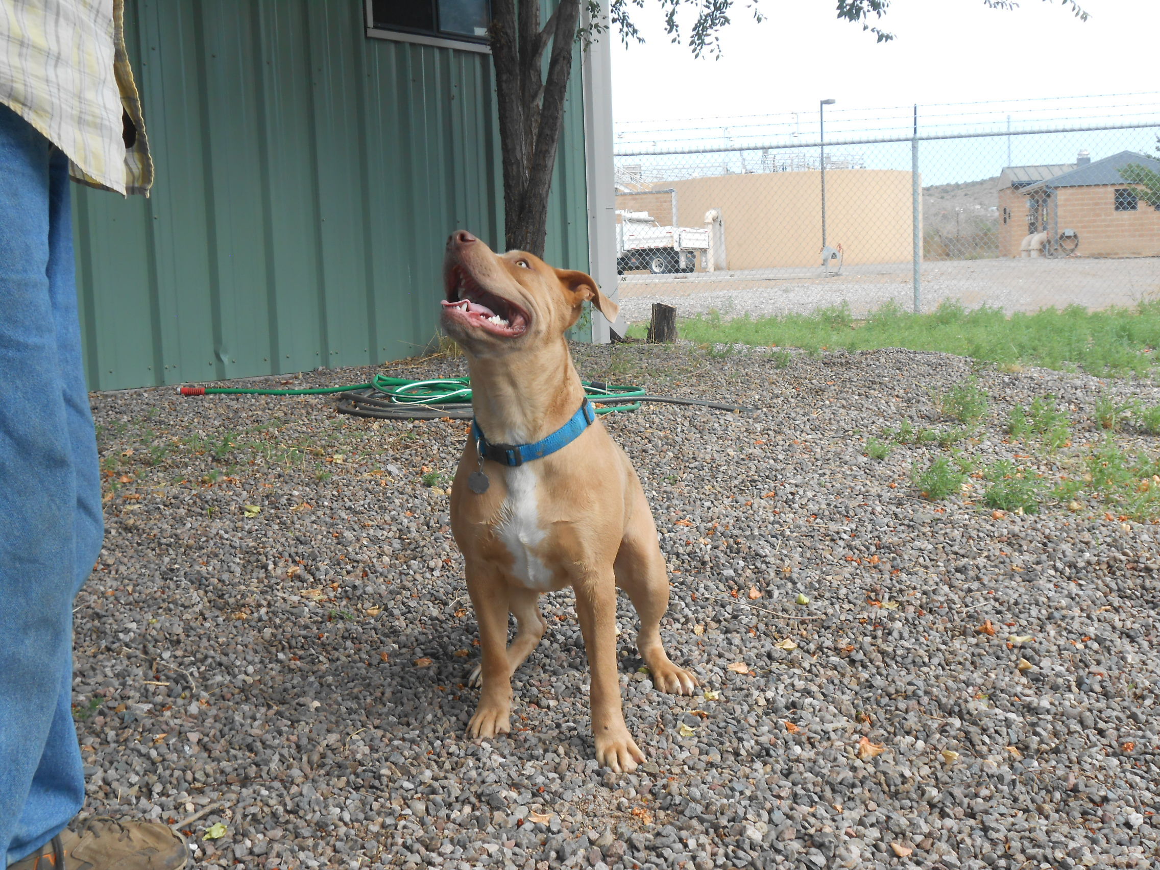 Mucho, an adoptable Labrador Retriever in Phoenix, AZ, 85012 | Photo Image 4