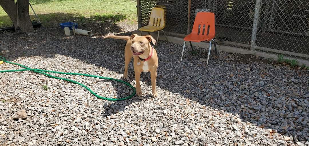 Mucho, an adoptable Labrador Retriever in Phoenix, AZ, 85012 | Photo Image 6