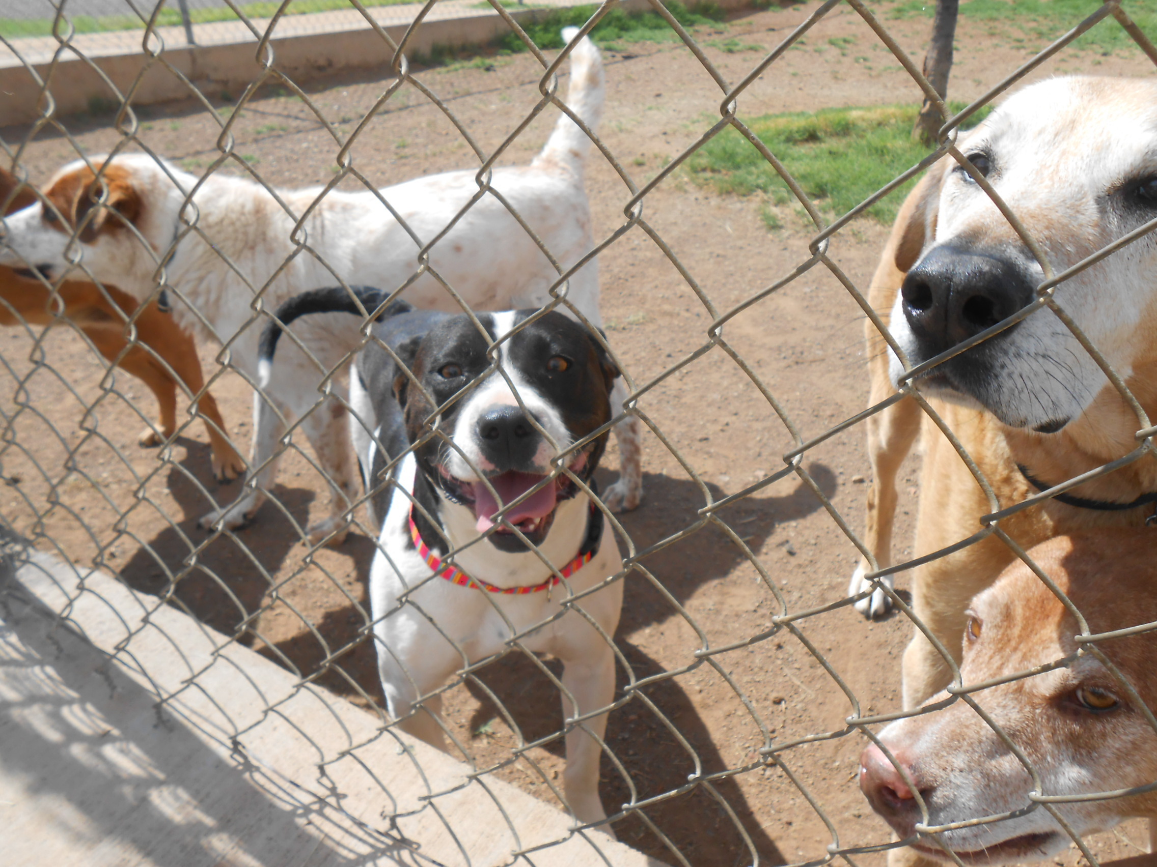 Sita, an adoptable Pit Bull Terrier in Phoenix, AZ, 85012 | Photo Image 1