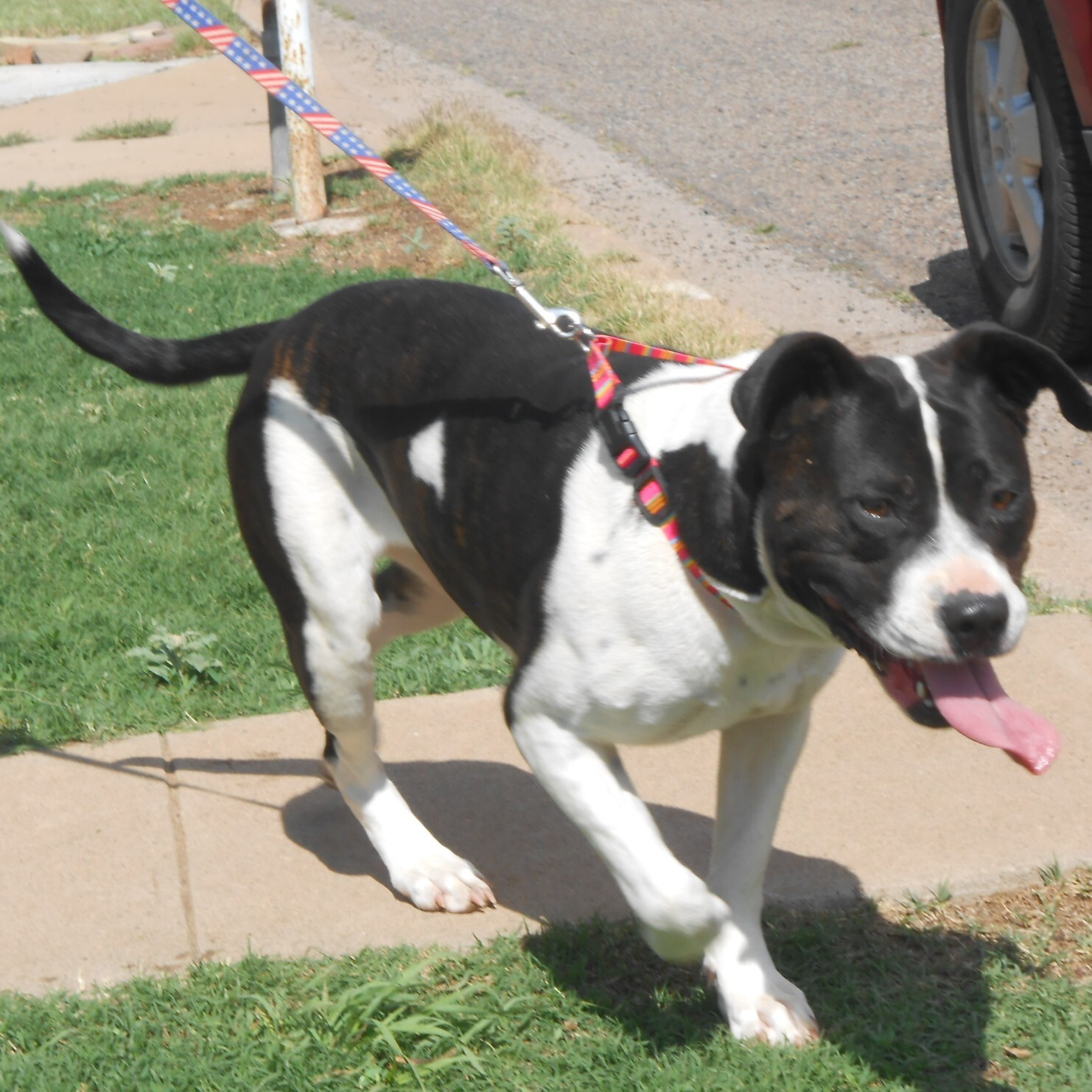 Sita, an adoptable Pit Bull Terrier in Phoenix, AZ, 85012 | Photo Image 3