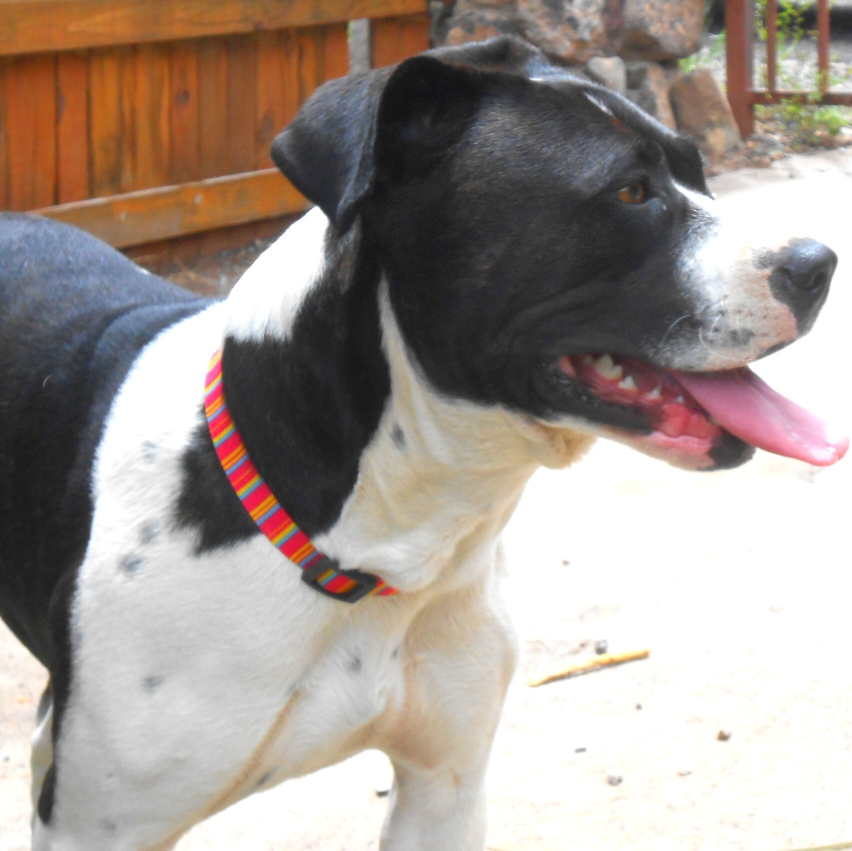 Sita, an adoptable Pit Bull Terrier in Phoenix, AZ, 85012 | Photo Image 4