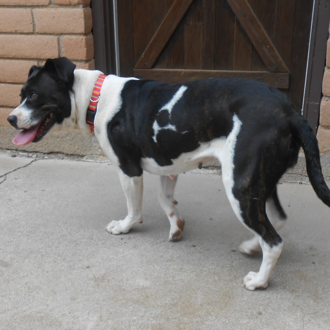 Sita, an adoptable Pit Bull Terrier in Phoenix, AZ, 85012 | Photo Image 5