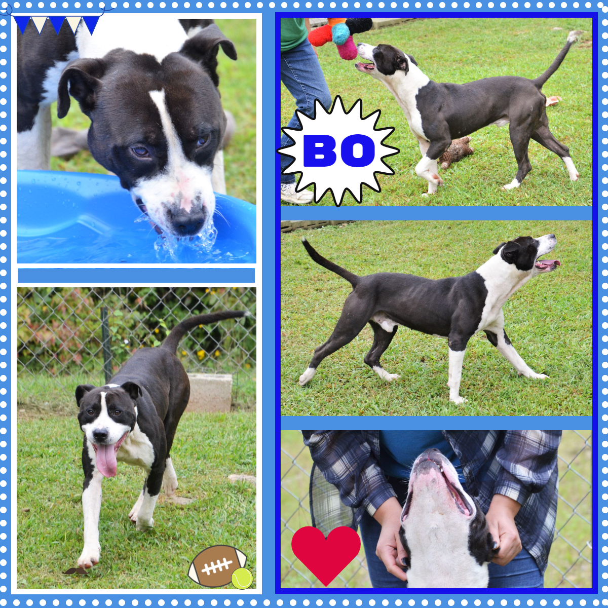 Bo, an adoptable Pit Bull Terrier in Wedowee, AL, 36278 | Photo Image 1