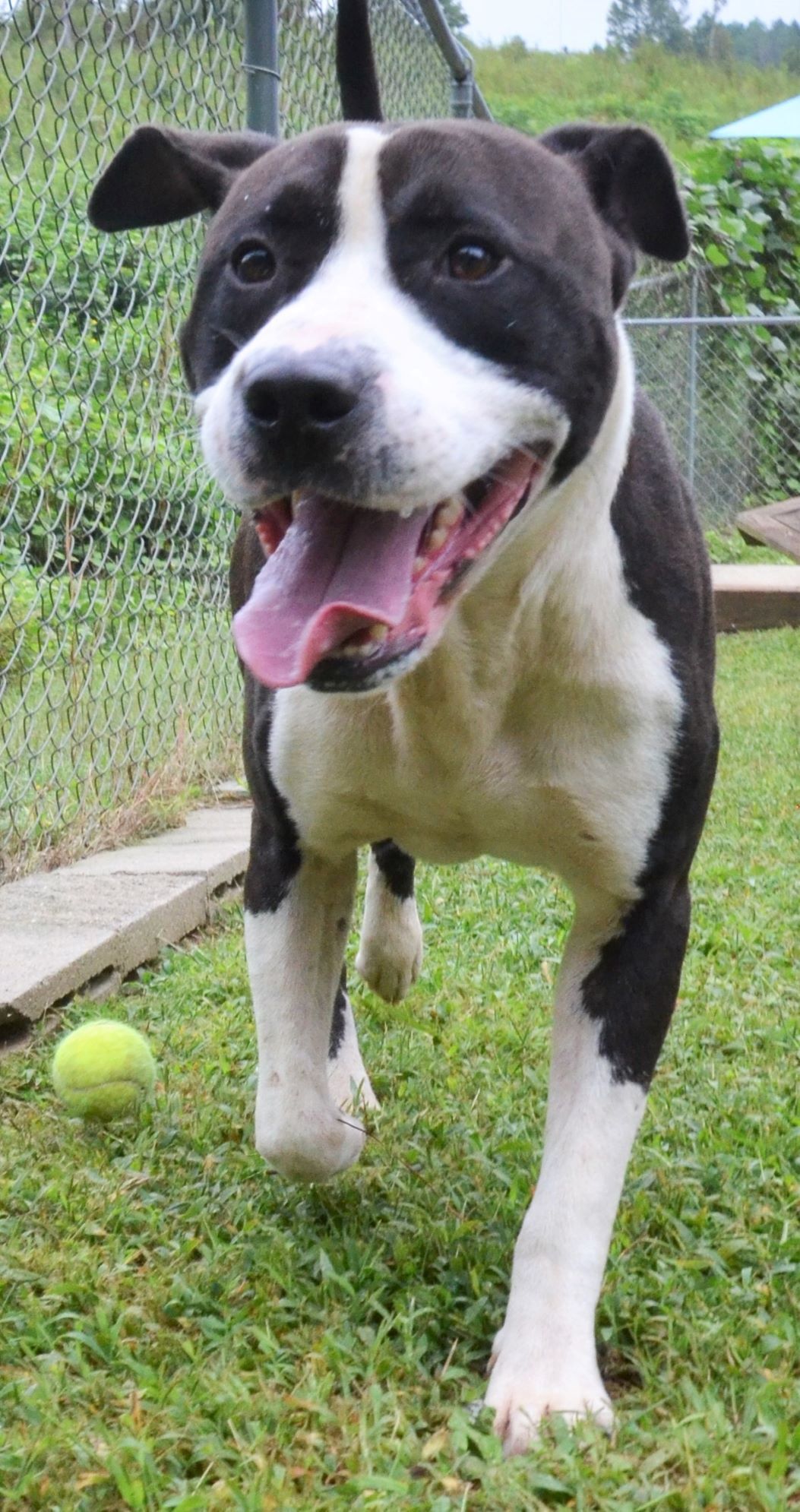 Bo, an adoptable Pit Bull Terrier in Wedowee, AL, 36278 | Photo Image 2