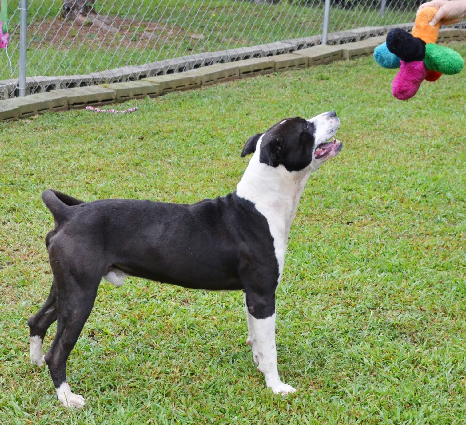 Bo, an adoptable Pit Bull Terrier in Wedowee, AL, 36278 | Photo Image 4