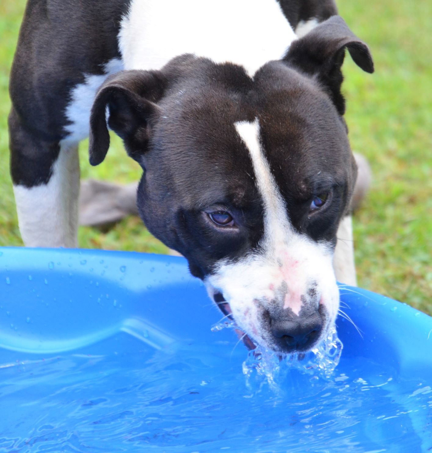 Bo, an adoptable Pit Bull Terrier in Wedowee, AL, 36278 | Photo Image 5