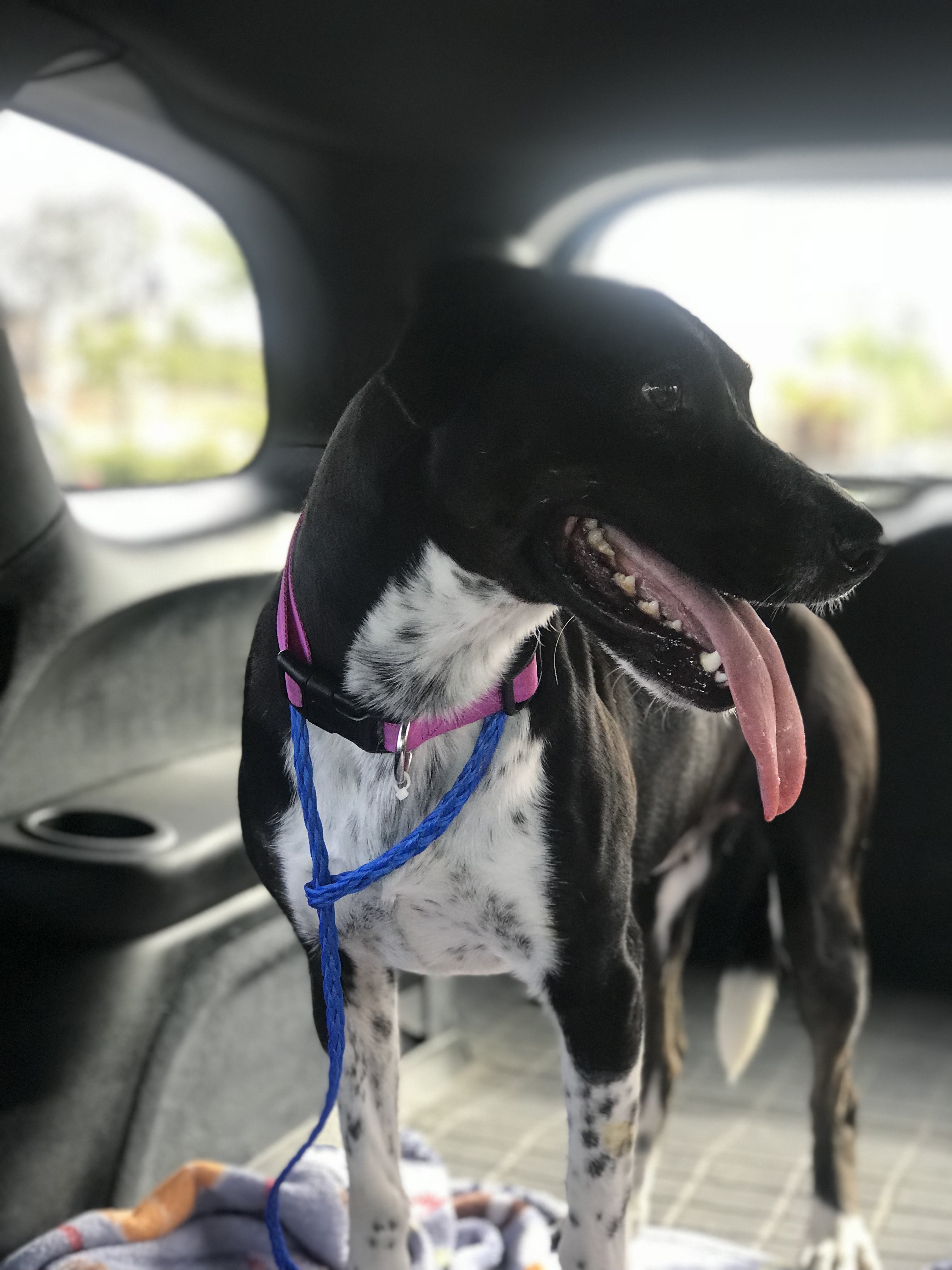 Misty, an adoptable Border Collie in Bakersfield, CA, 93306 | Photo Image 2