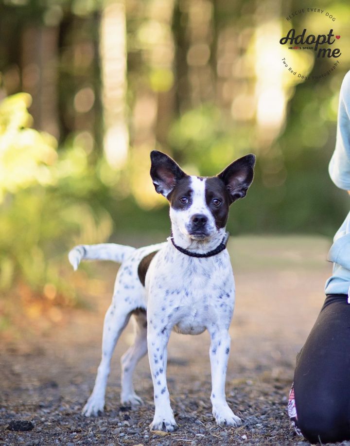Dog for adoption Mesquite, an Australian Cattle Dog / Blue Heeler