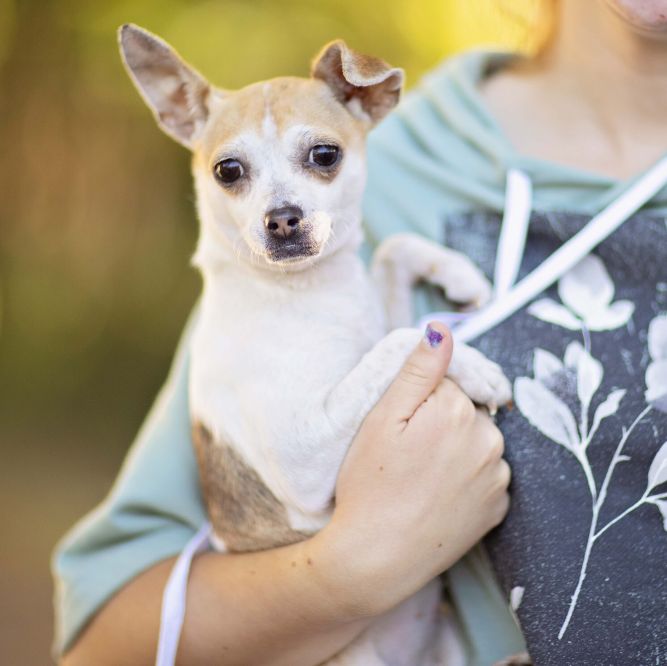 Dog for adoption Quesadilla, a Chihuahua Mix in Seattle, WA Petfinder