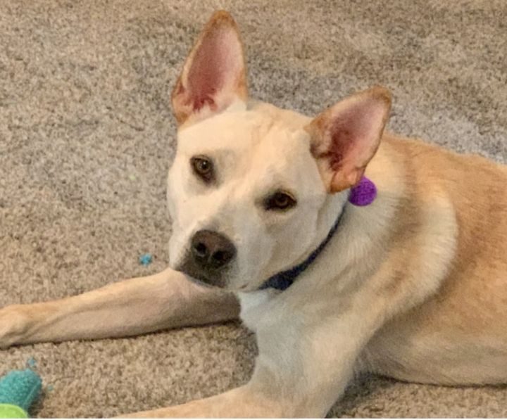 Rudy, an adopted Carolina Dog & Terrier Mix in Omaha, NE_image-4