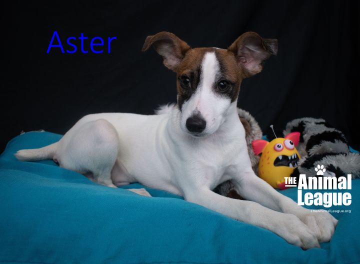 Aster 3