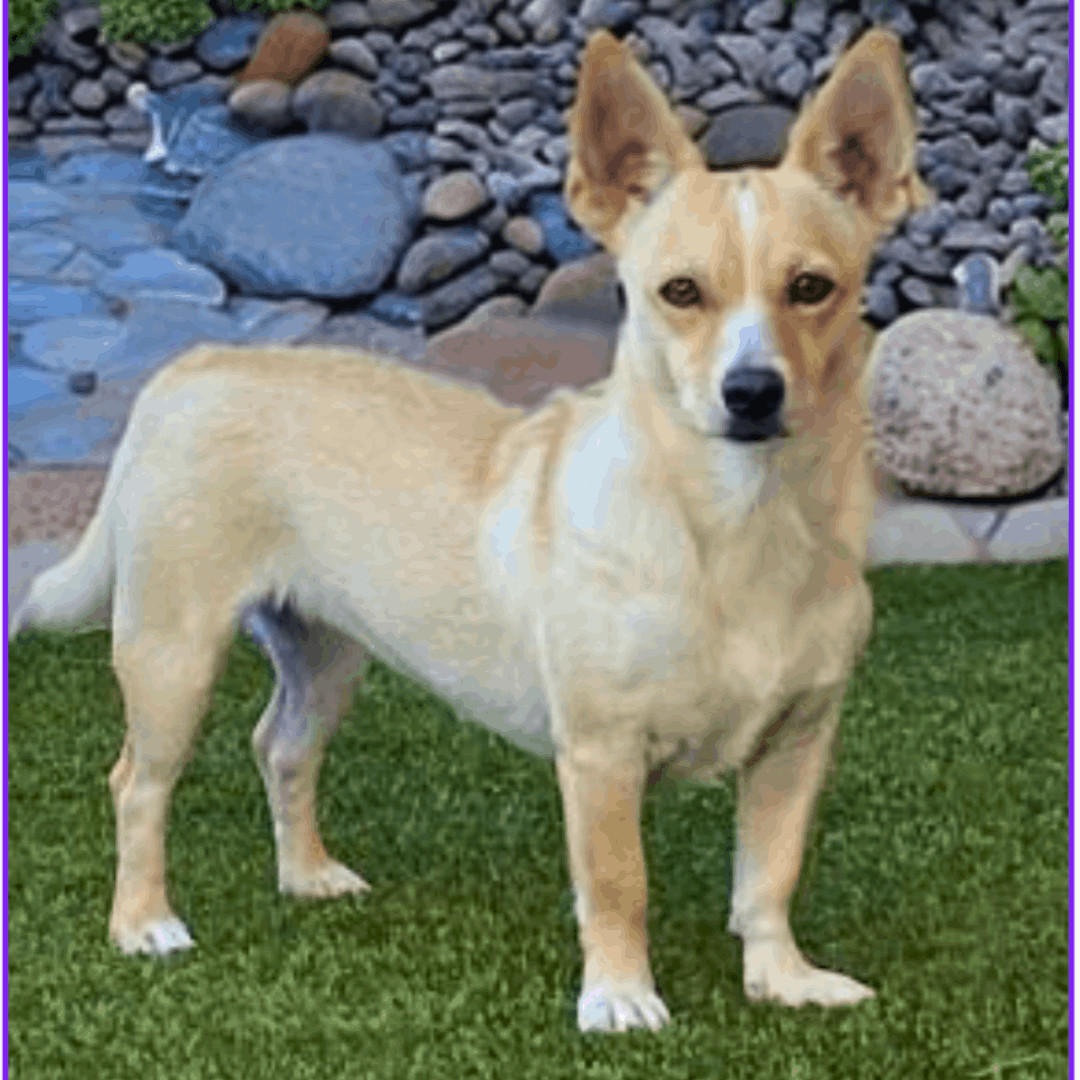 Krissy, an adoptable Chihuahua, Corgi in Phoenix, AZ, 85028 | Photo Image 2