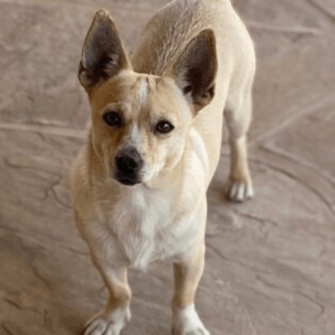 Krissy, an adoptable Chihuahua, Corgi in Phoenix, AZ, 85028 | Photo Image 3