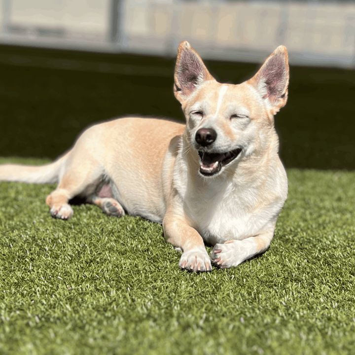 Corgi and chihuahua store mix