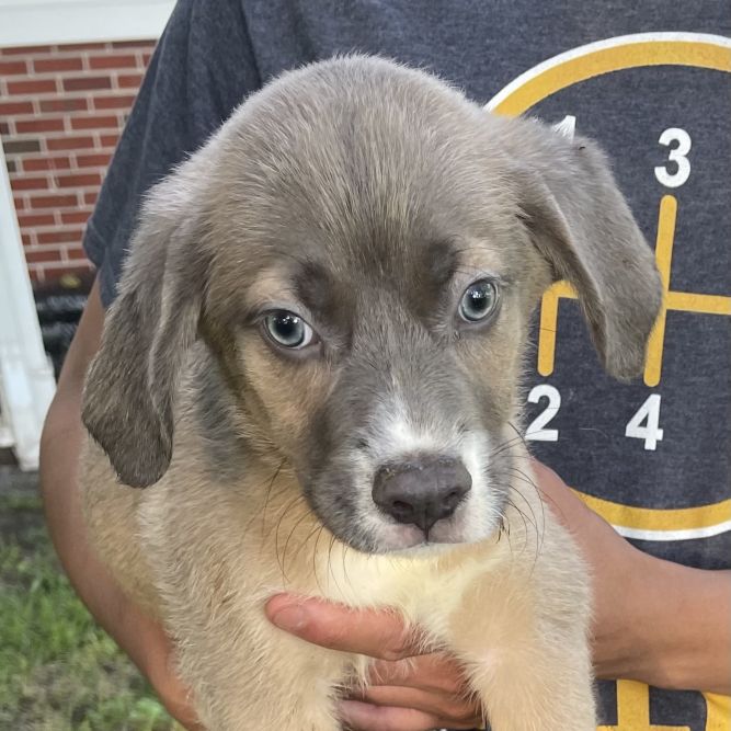 Exotic smokes cigarette company consumer behavior outline picture