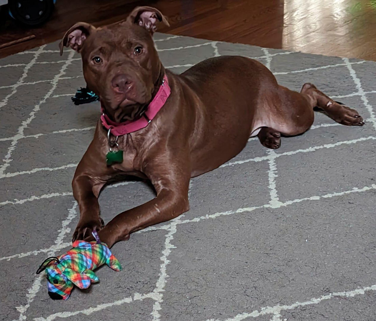 Chyanne, an adoptable Pit Bull Terrier, American Staffordshire Terrier in Woodbridge, CT, 06525 | Photo Image 1