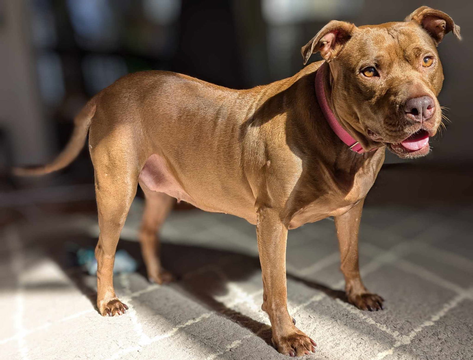 Chyanne, an adoptable Pit Bull Terrier, American Staffordshire Terrier in Woodbridge, CT, 06525 | Photo Image 1