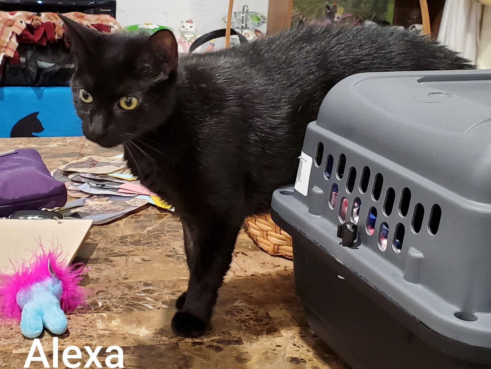 Alexa, an adoptable Domestic Short Hair in Rochester, NY, 14626 | Photo Image 3