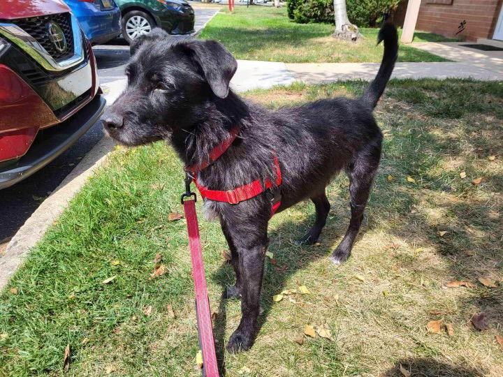 Shadow, an adoptable Terrier, Labrador Retriever in Doylestown, PA, 18901 | Photo Image 1