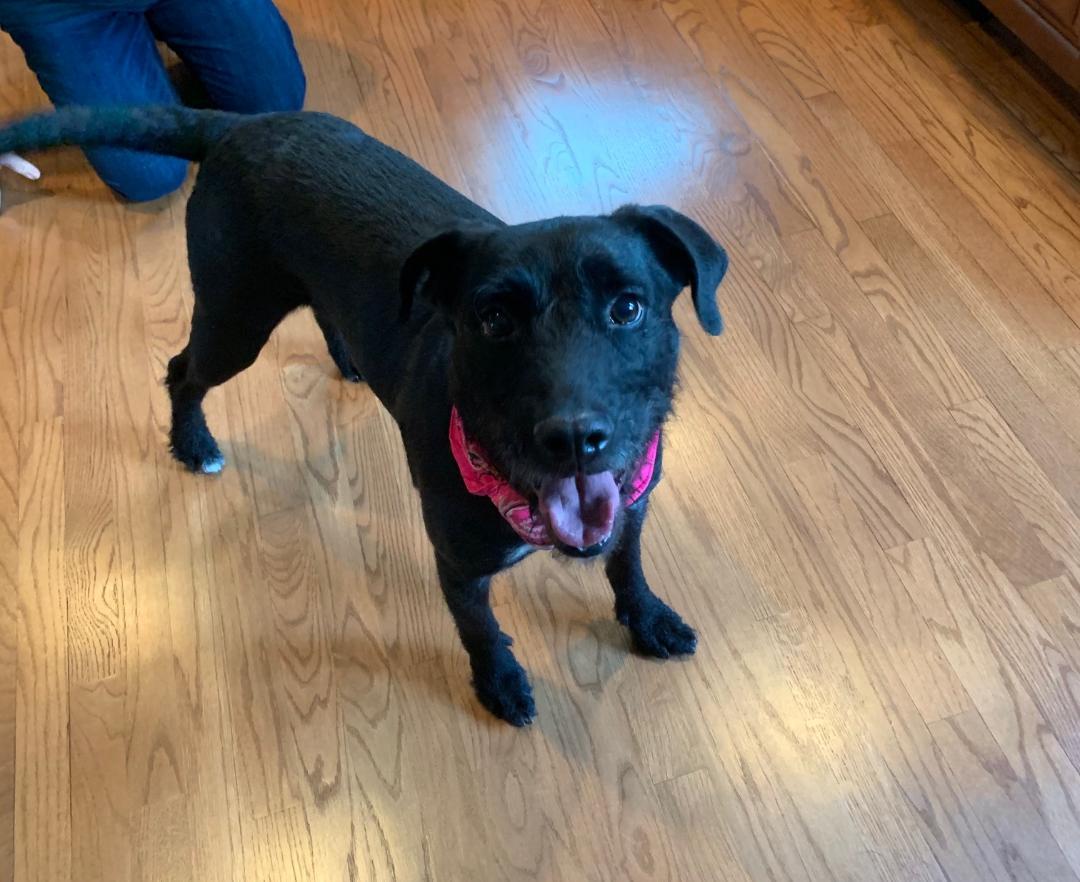 Shadow, an adoptable Terrier, Labrador Retriever in Doylestown, PA, 18901 | Photo Image 2