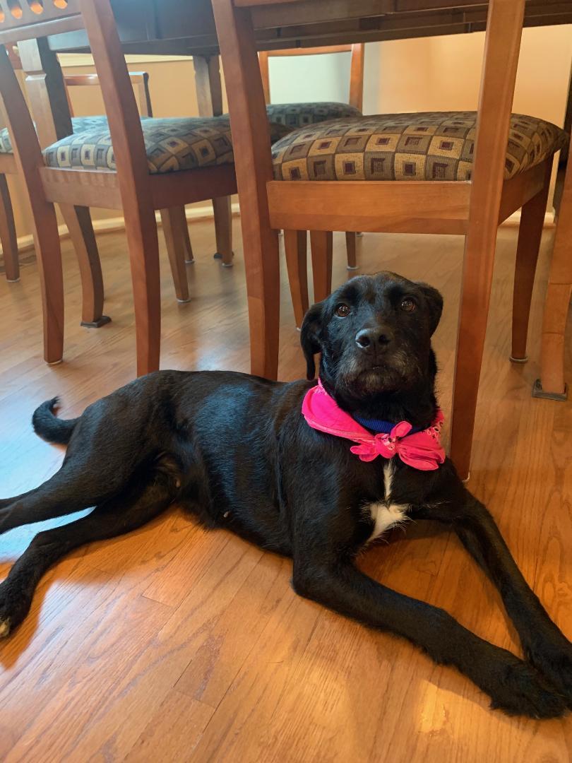 Shadow, an adoptable Terrier, Labrador Retriever in Doylestown, PA, 18901 | Photo Image 3