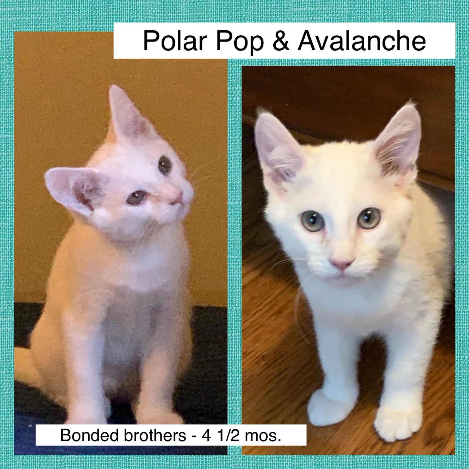 Polar Pop Avalance detail page