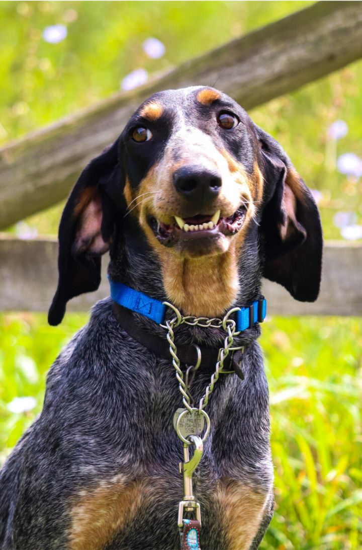 Minnie, an adoptable Bluetick Coonhound in Oregon, OH_image-1