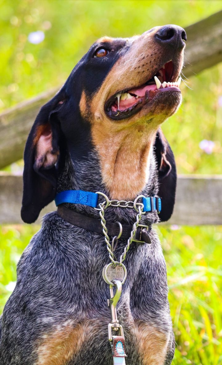 Minnie, an adoptable Bluetick Coonhound in Oregon, OH_image-2