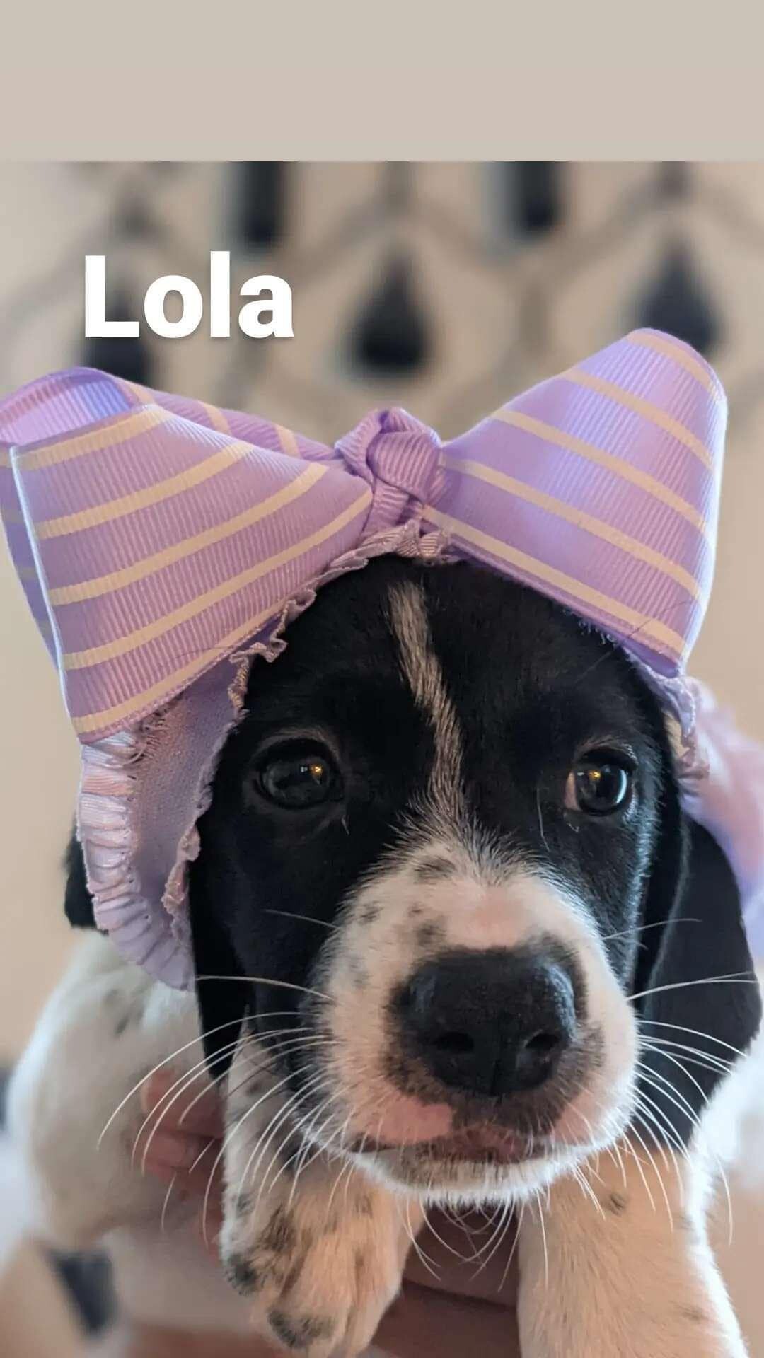 Lola detail page