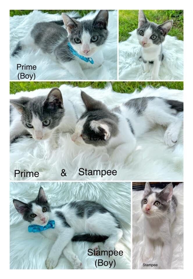 Prime BONDED to Stampee