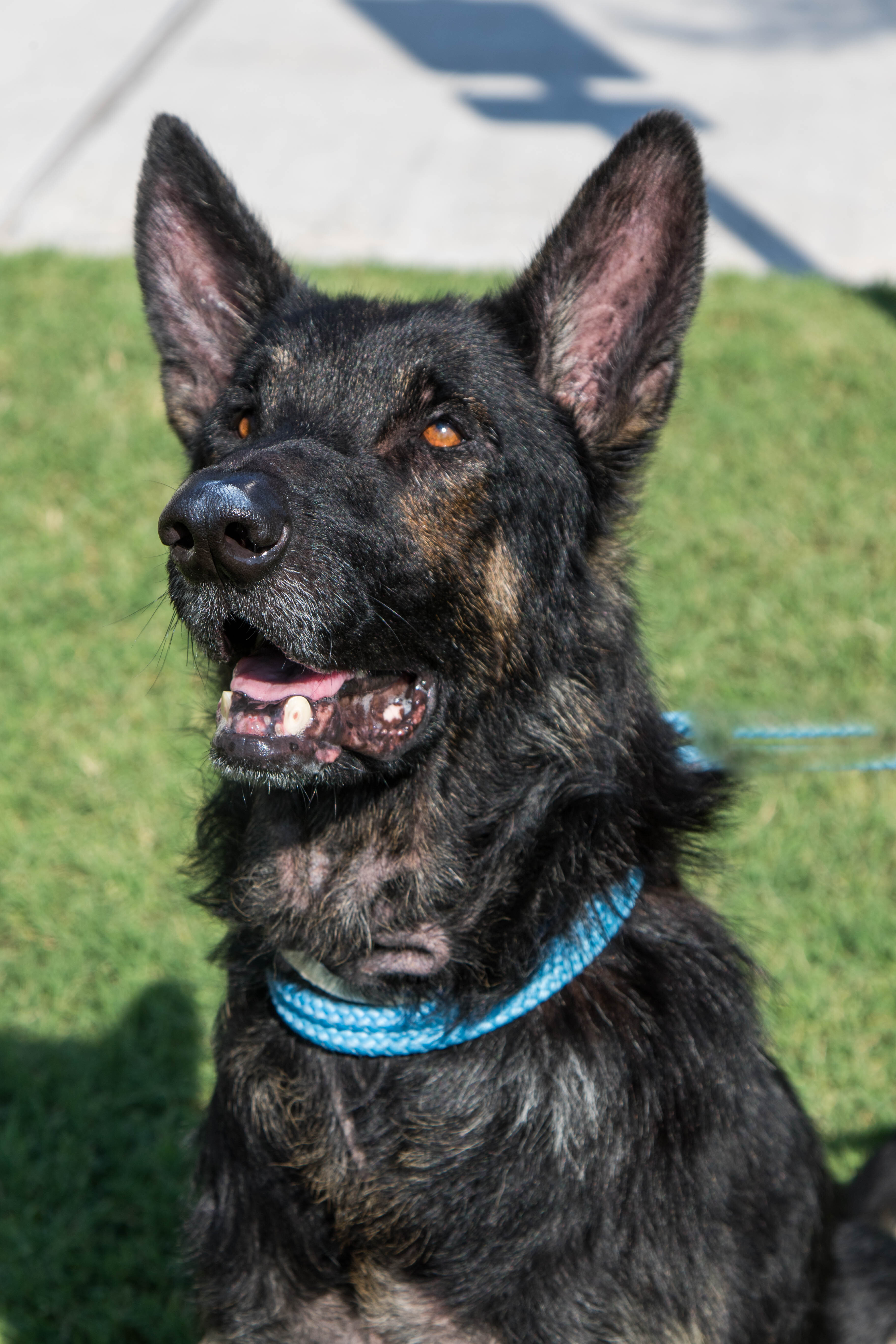 Papa, an adoptable German Shepherd Dog in Glendale, AZ, 85308 | Photo Image 1