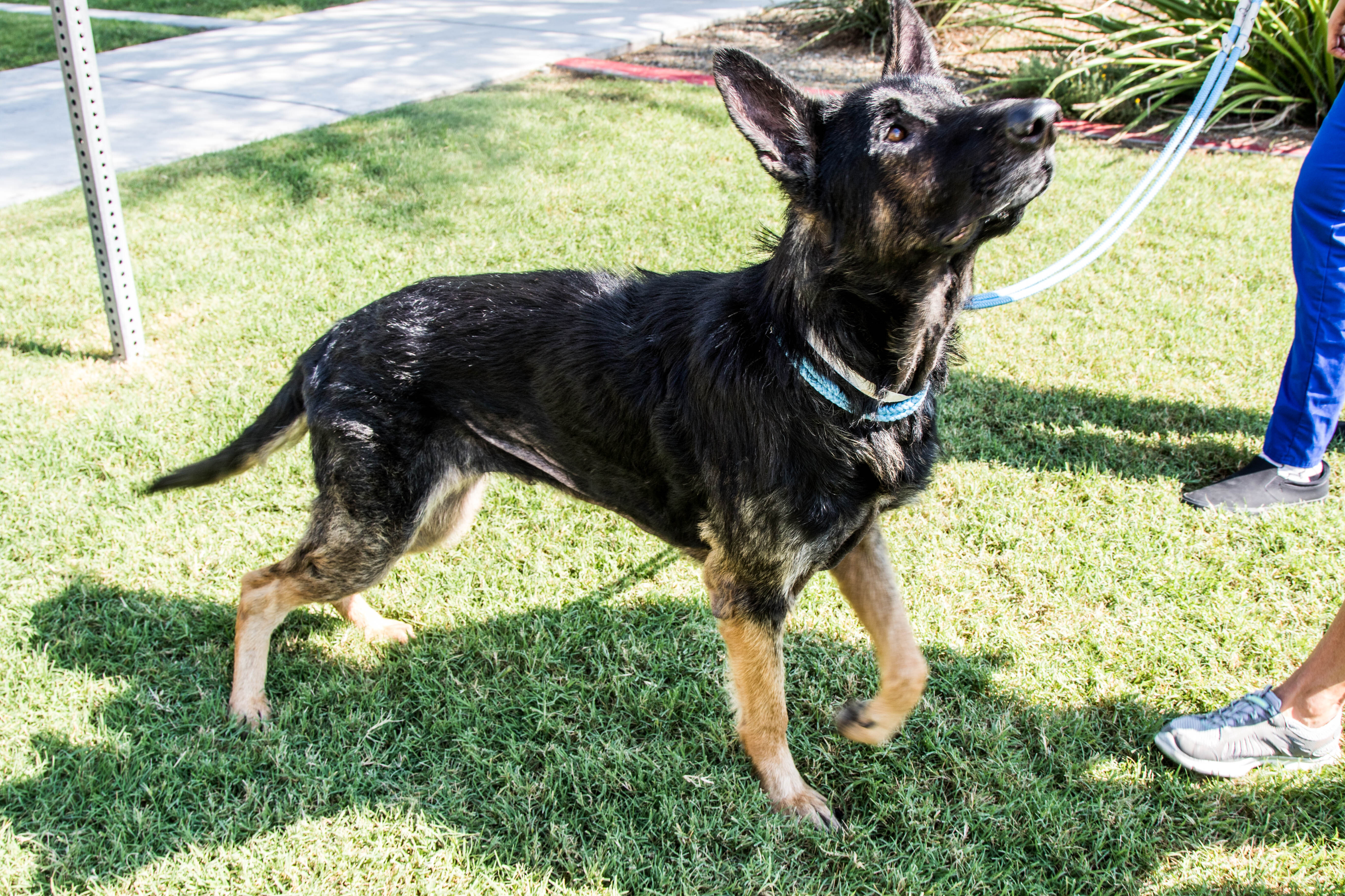Papa, an adoptable German Shepherd Dog in Glendale, AZ, 85308 | Photo Image 3