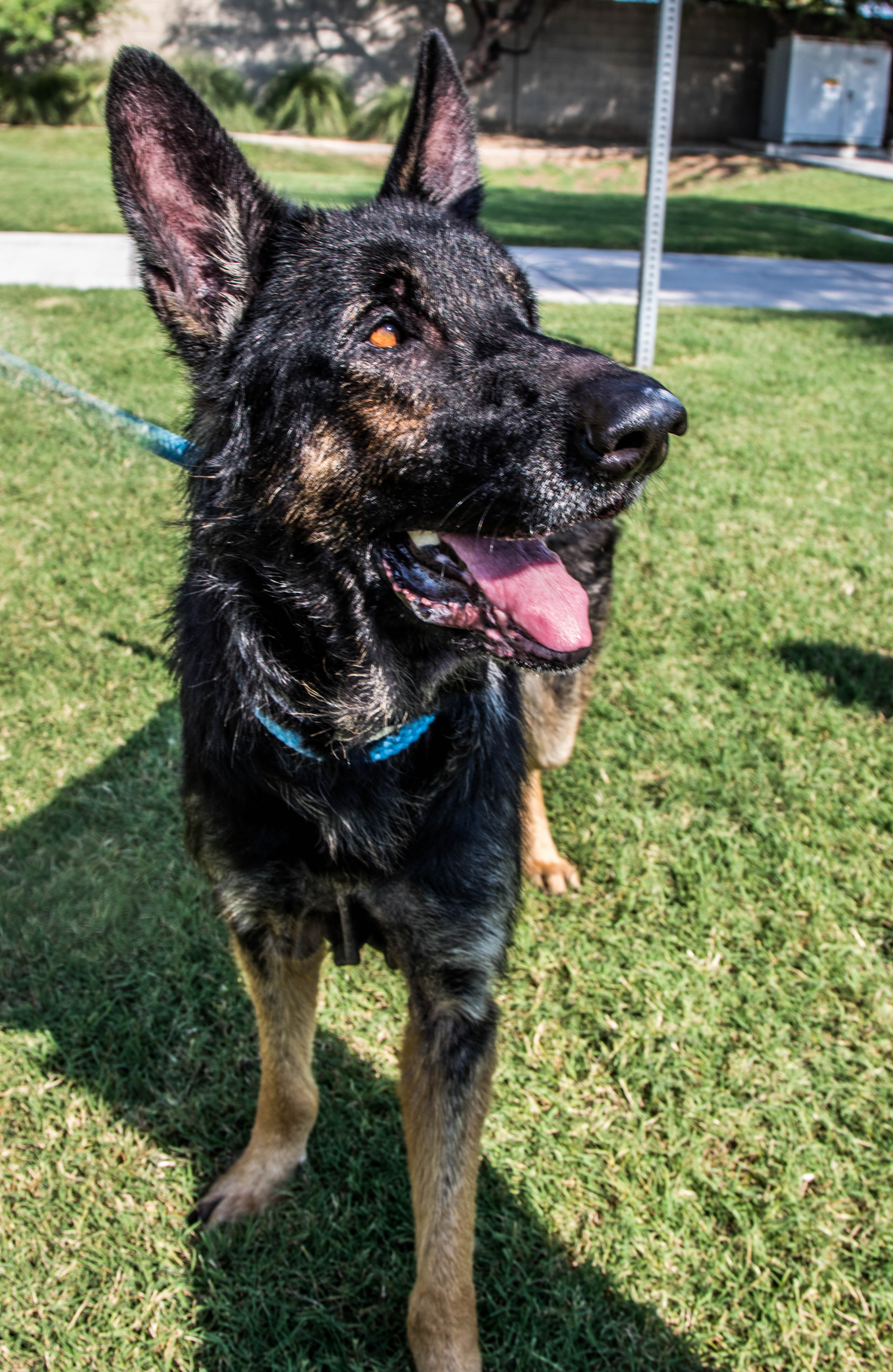 Papa, an adoptable German Shepherd Dog in Glendale, AZ, 85308 | Photo Image 6