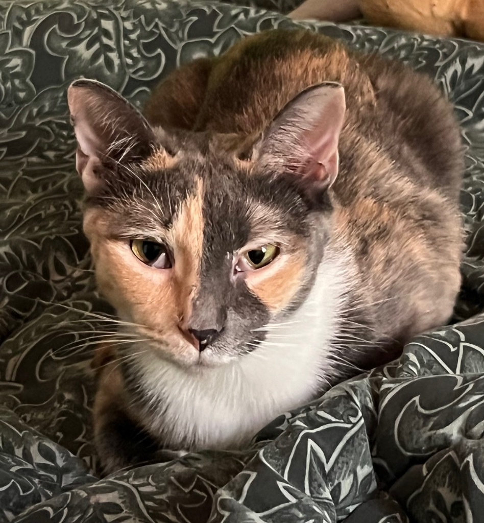 Mara, an adoptable Domestic Short Hair in Pittsboro, NC, 27312 | Photo Image 1