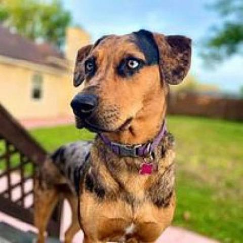 Luna, an adoptable Catahoula Leopard Dog, Australian Shepherd in Jacksonville, FL, 32250 | Photo Image 1