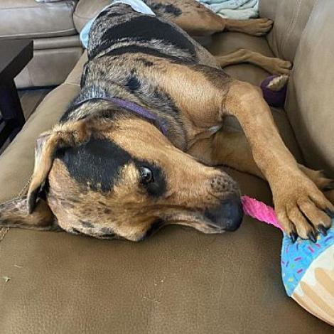 Luna, an adoptable Catahoula Leopard Dog, Australian Shepherd in Jacksonville, FL, 32250 | Photo Image 3