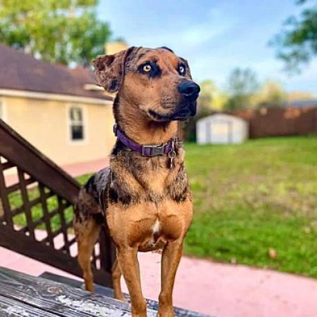 Luna, an adoptable Catahoula Leopard Dog, Australian Shepherd in Jacksonville, FL, 32250 | Photo Image 4