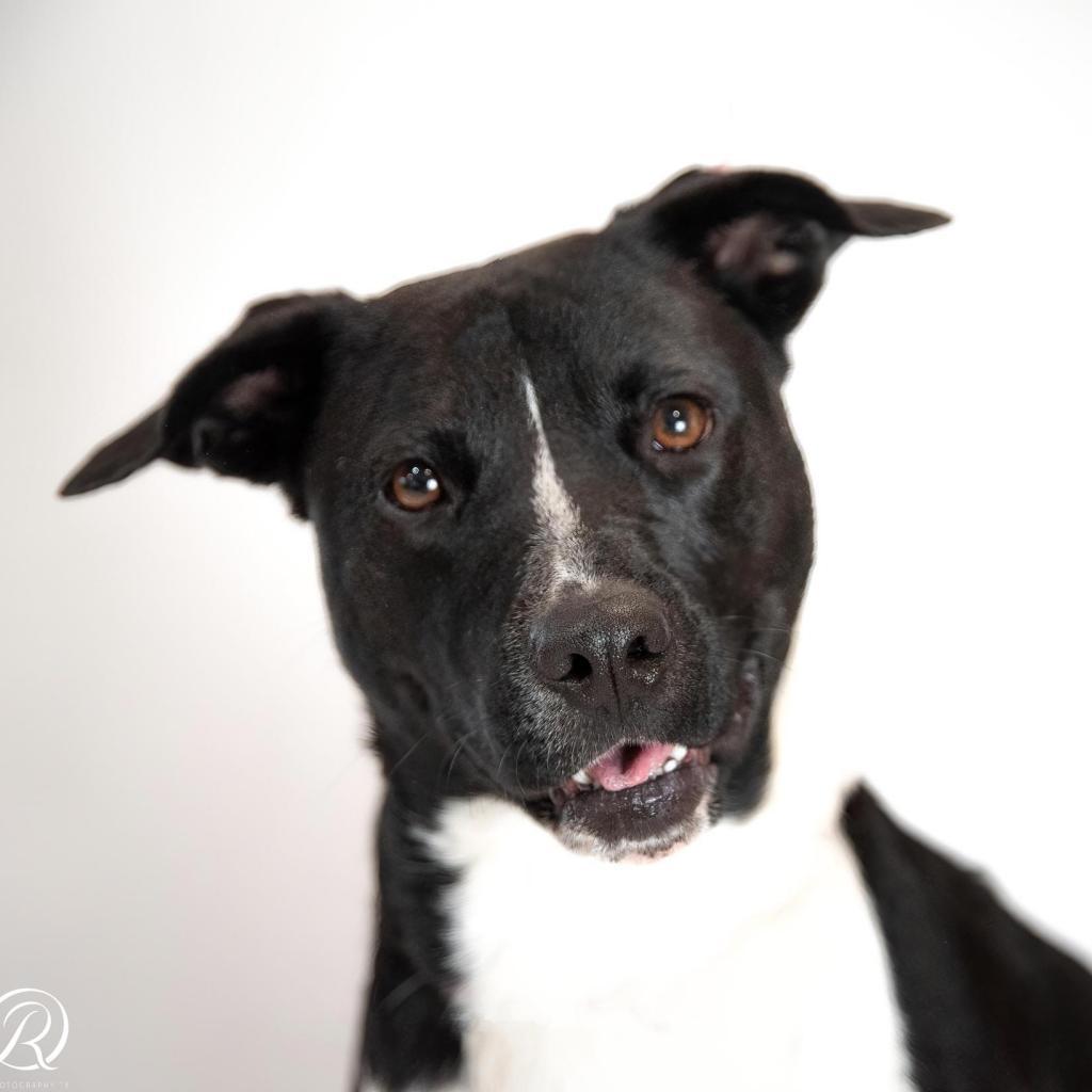 Chanel FWS, an adoptable Mixed Breed in Allen, TX, 75013 | Photo Image 1