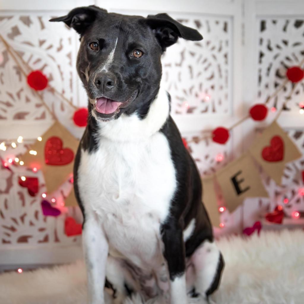 Chanel FWS, an adoptable Mixed Breed in Allen, TX, 75013 | Photo Image 2