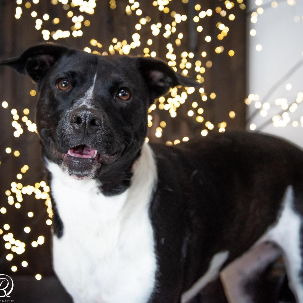 Chanel FWS, an adoptable Mixed Breed in Allen, TX, 75013 | Photo Image 3