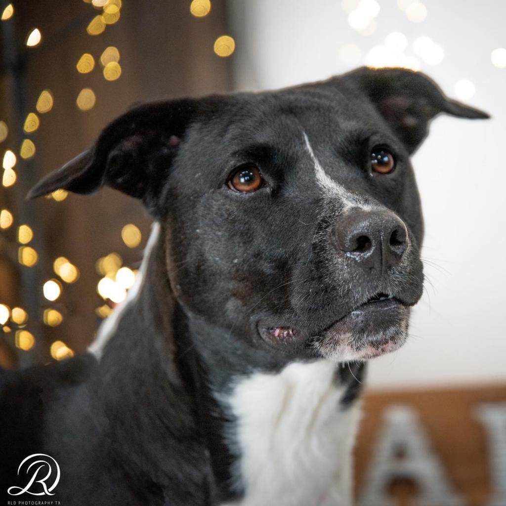 Chanel FWS, an adoptable Mixed Breed in Allen, TX, 75013 | Photo Image 4