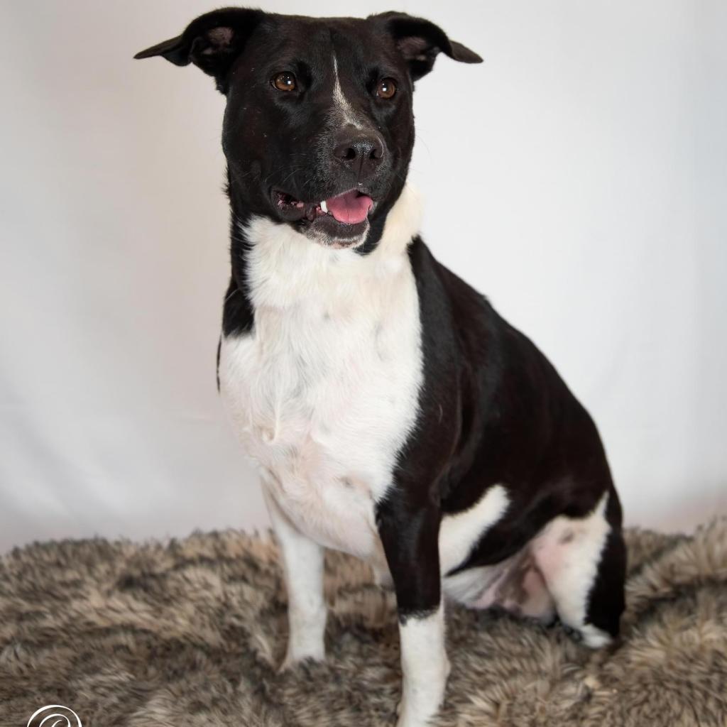 Chanel FWS, an adoptable Mixed Breed in Allen, TX, 75013 | Photo Image 5