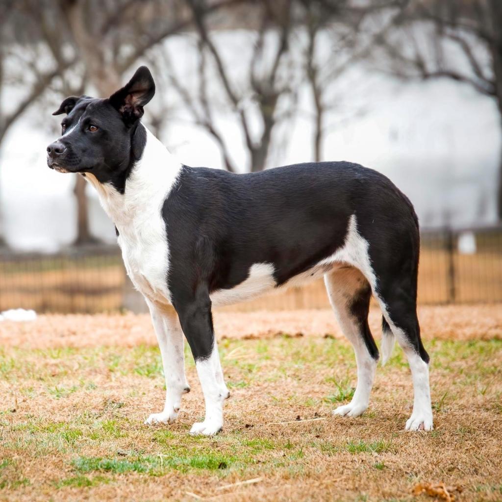 Chanel FWS, an adoptable Mixed Breed in Allen, TX, 75013 | Photo Image 6