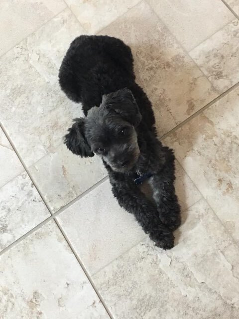 Tucker, an adoptable Pekingese & Poodle Mix in Saint Augustine, FL_image-5