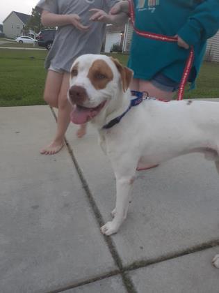 Summerville Cats Dogs Pets Available For Adoption Nearby Summerville Sc Patch
