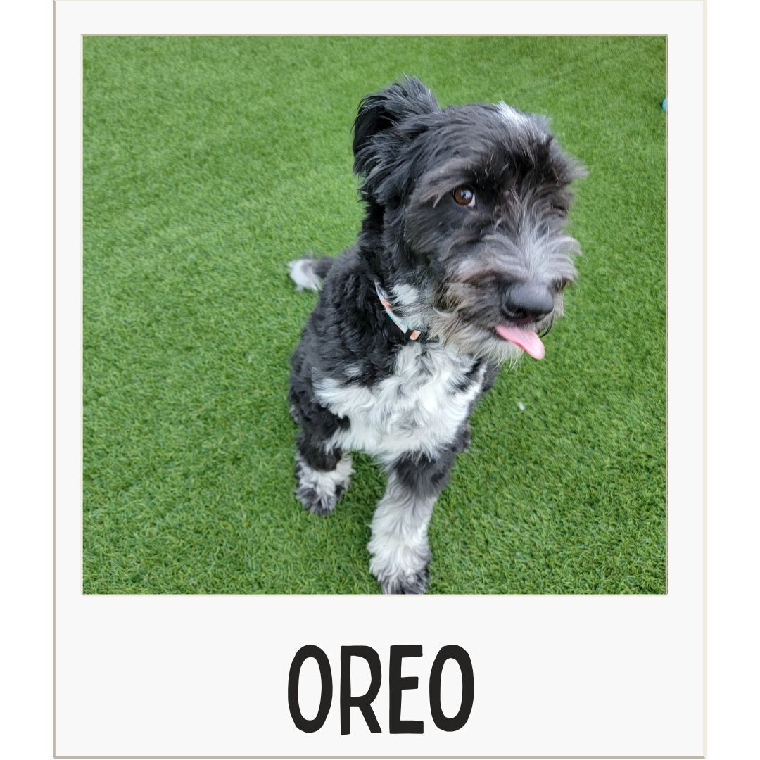 Oreo , an adoptable Border Collie in Colorado Springs, CO, 80907 | Photo Image 1