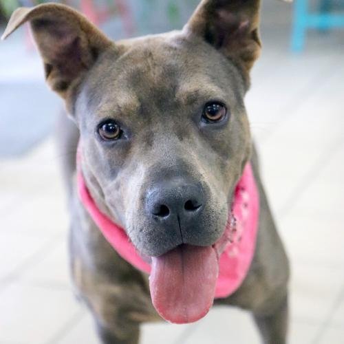 Dog for adoption - Daya, a Dutch Shepherd & American Staffordshire ...