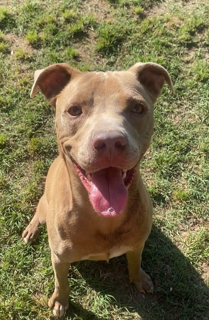 Miguel, an adoptable Pit Bull Terrier in Gun Barrel City, TX, 75147 | Photo Image 1